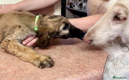 Afghan Hound dogs for sale: Afghan Hound Litter  - Image 7