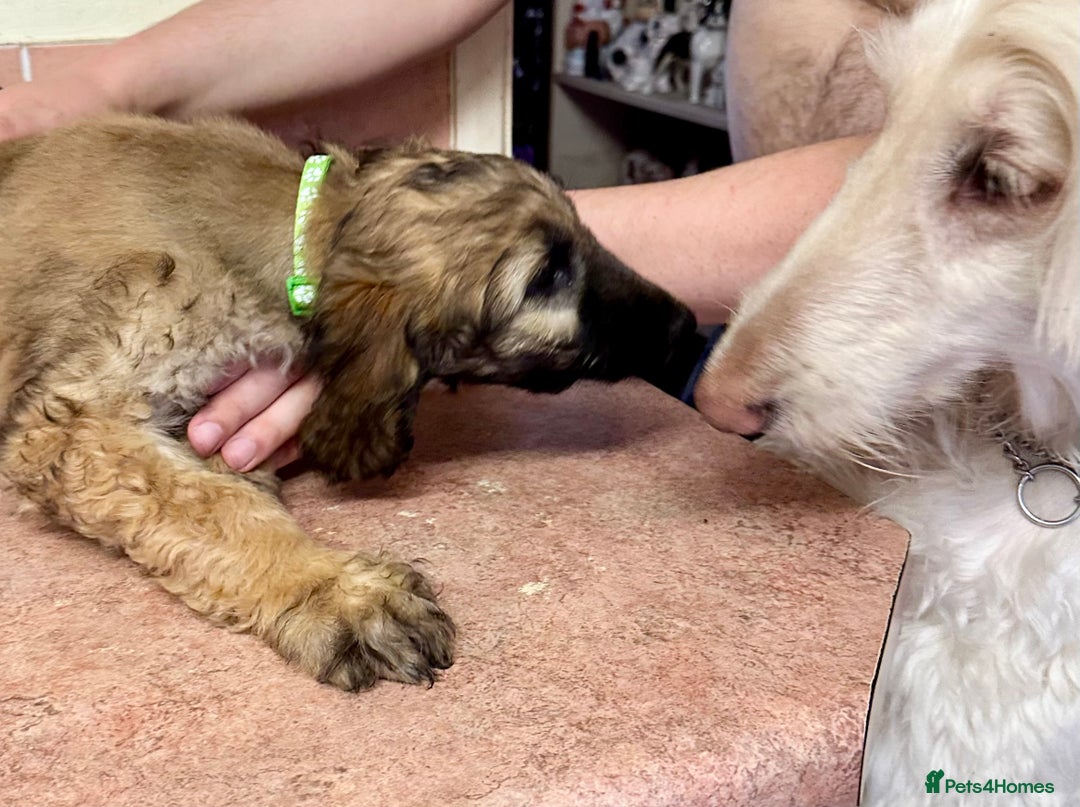 Afghan Hound dogs for sale: Afghan Hound Litter  - Image 7