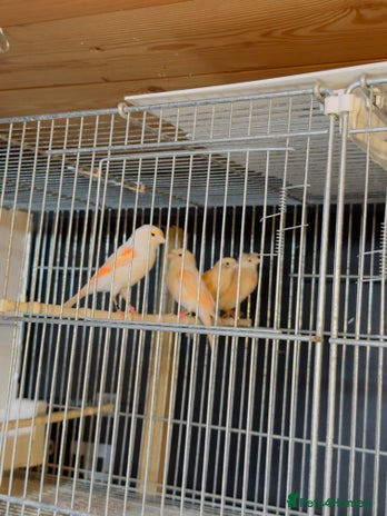 Canaries birds - Advert 1