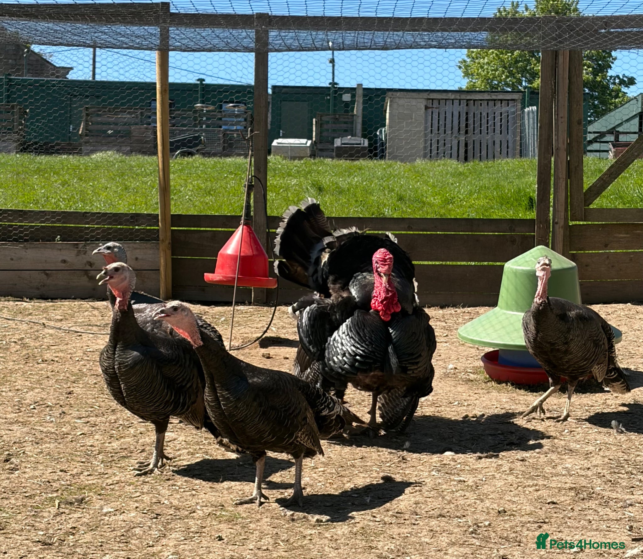 Turkeys poultry Wild American Turkeys - Advert 2