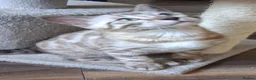 Bengal cats for sale: Stunning snow/silver Bengal kittens - Advert 5