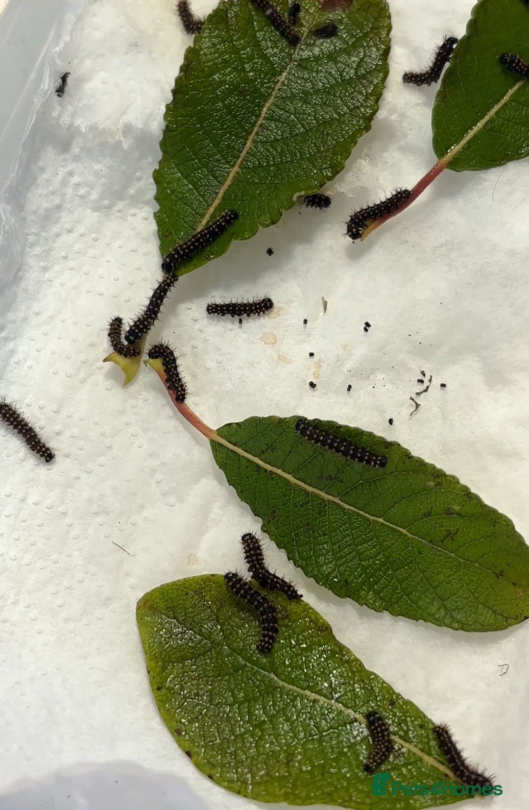 Worms invertebrates for sale: Madagascan bullseye caterpillars  - Advert 2