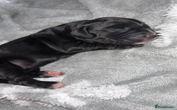 Cockerdor dogs for sale: Cockerdor puppies   - Advert 10