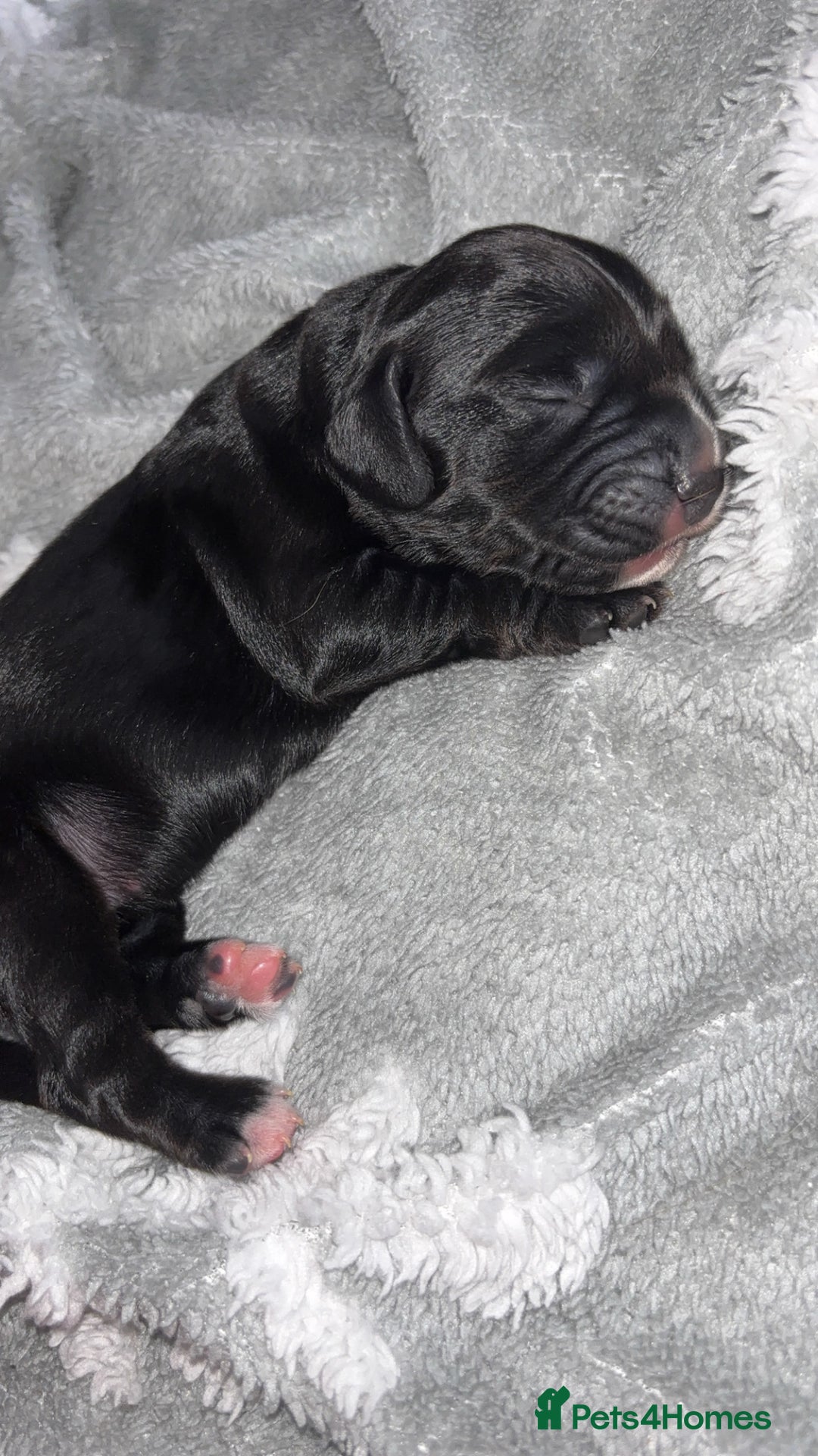 Cockerdor dogs for sale: Cockerdor puppies   - Advert 10