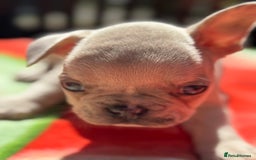 French Bulldog dogs for sale: Adorable French Bulldogs - Image 23