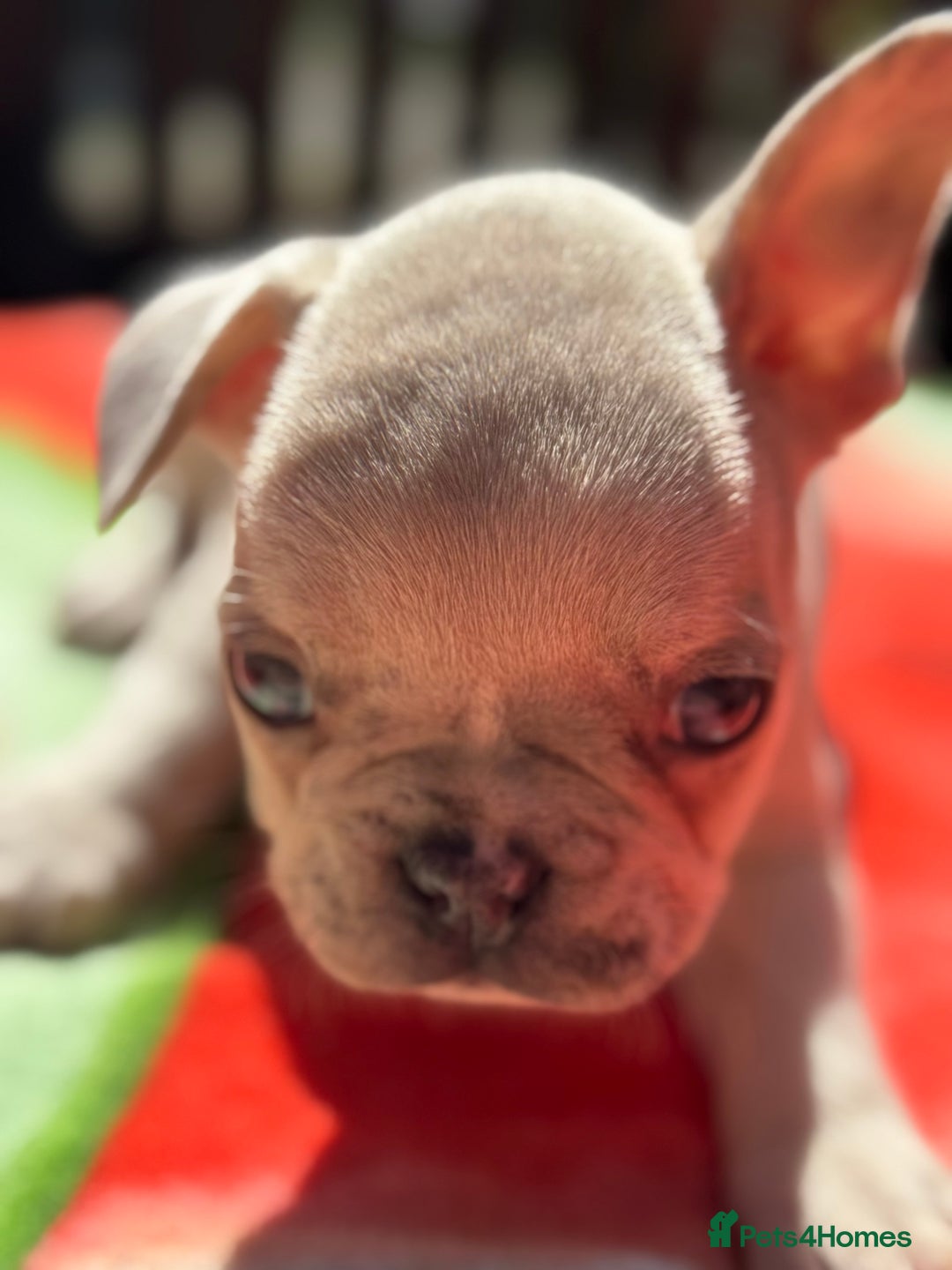 French Bulldog dogs for sale: Adorable French Bulldogs - Image 23