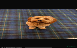 Cavapoochon dogs for sale: Cavapoochon  - Image 6