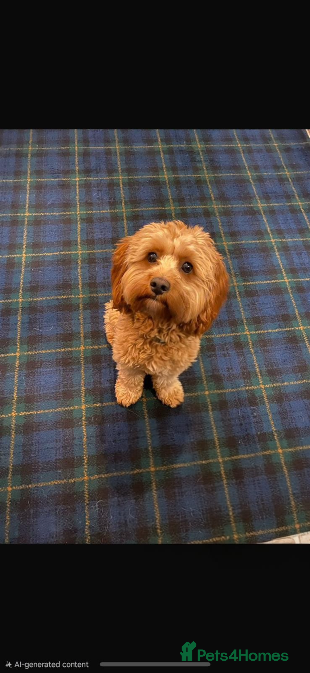 Cavapoochon dogs for sale: Cavapoochon  - Image 6