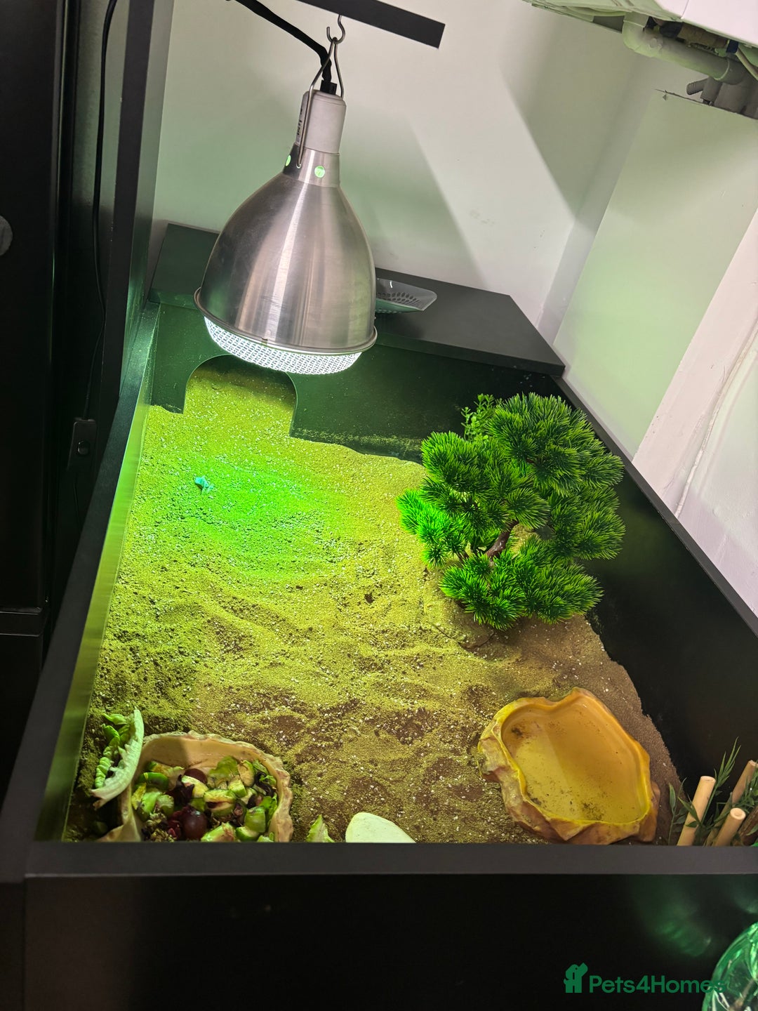 Tortoise reptiles for sale: Russian tortoise  - Advert 2