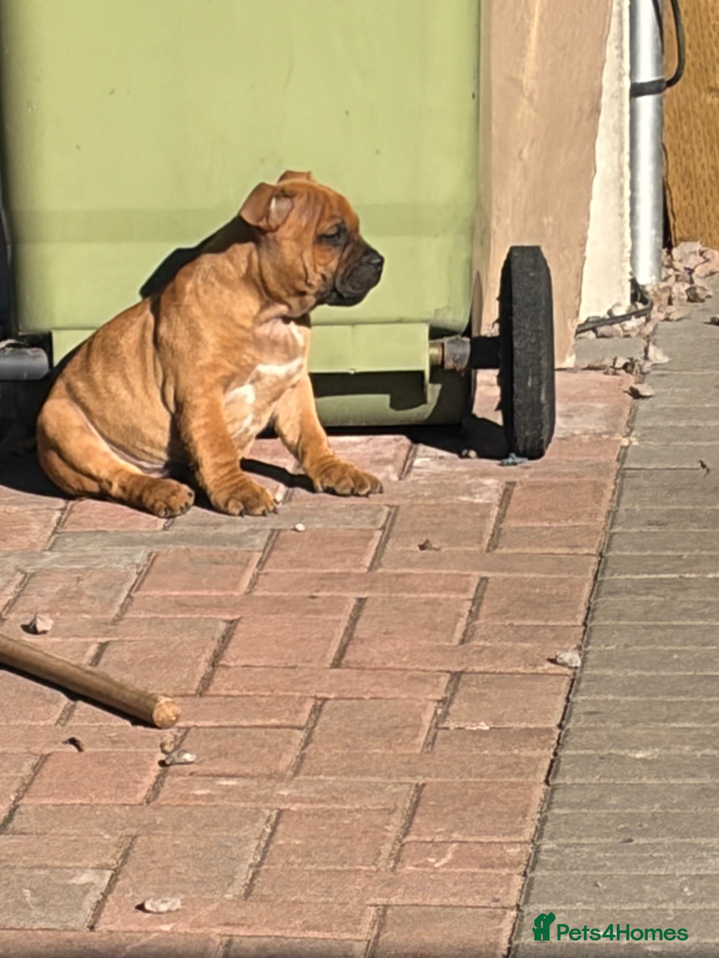Staffordshire Bull Terrier dogs last boy ready now champion lines  boys  - Advert 1