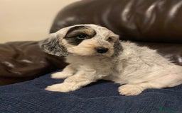 Cockapoo dogs for sale: Beautiful cockapoo puppy’s  - Image 12
