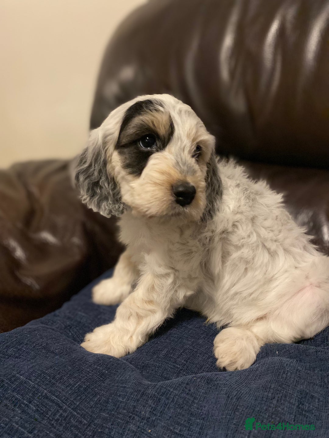 Cockapoo dogs for sale: Beautiful cockapoo puppy’s  - Image 12