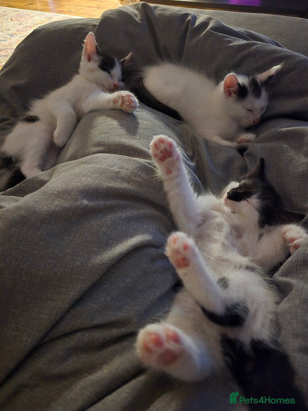 Mixed Breed cats for sale: 3 beautiful black and white kittens - Image 4