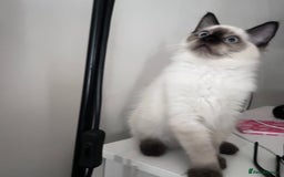 Ragdoll cats for sale: Beautiful Ragdoll kittens available  - Image 4