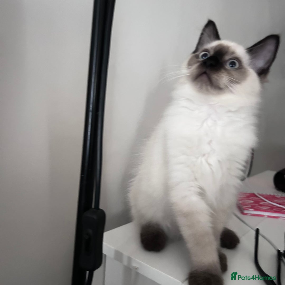 Ragdoll cats for sale: Beautiful Ragdoll kittens available  - Image 4