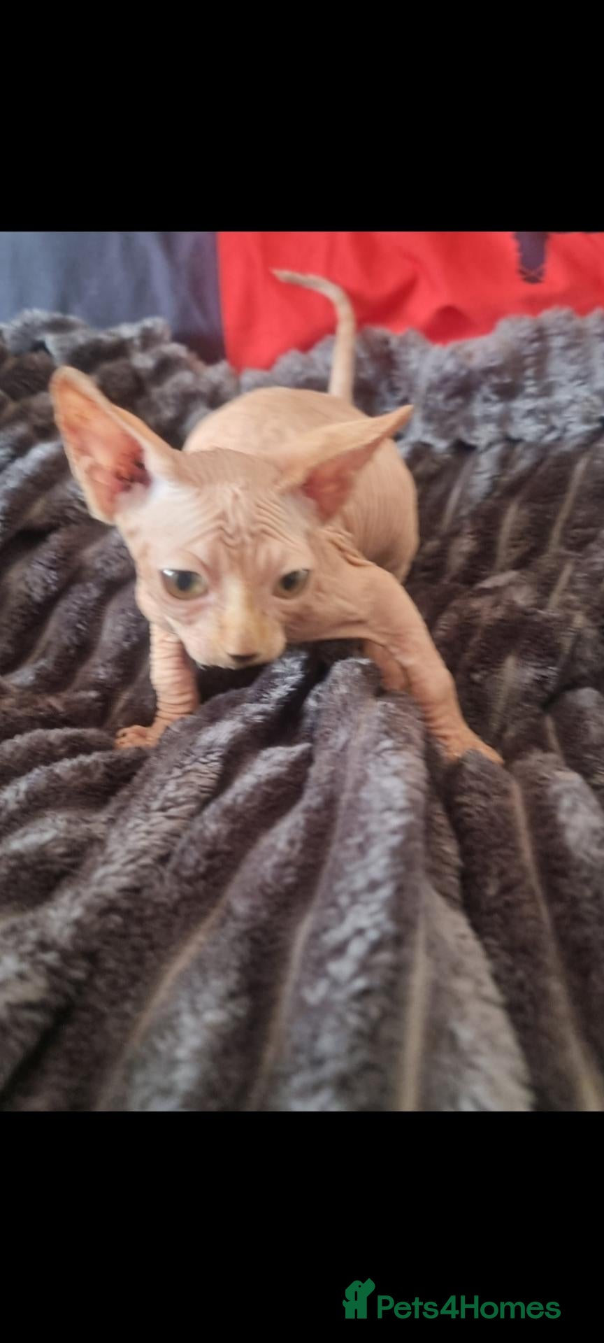 Sphynx cats 2 Sphynx Boys - Advert 1