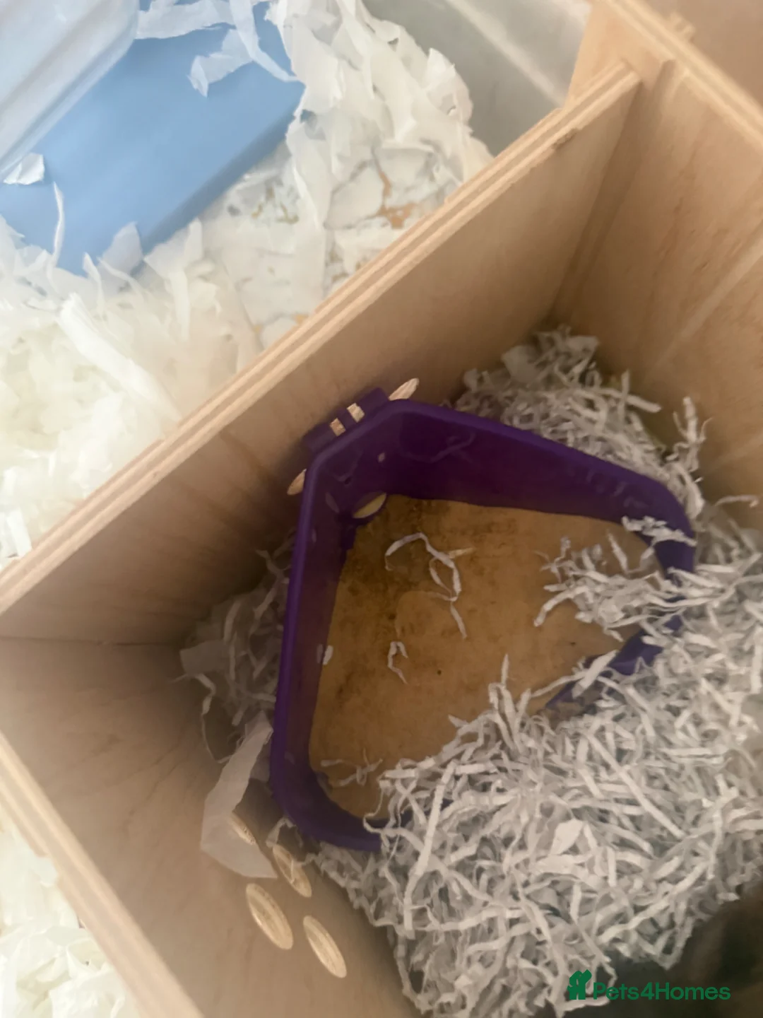 Hamster rodents for sale: Free to a good home  in Hartlepool - Advert 26