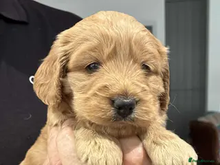Cockapoo dogs for sale: Beautiful Cockapoo puppies - Advert 1