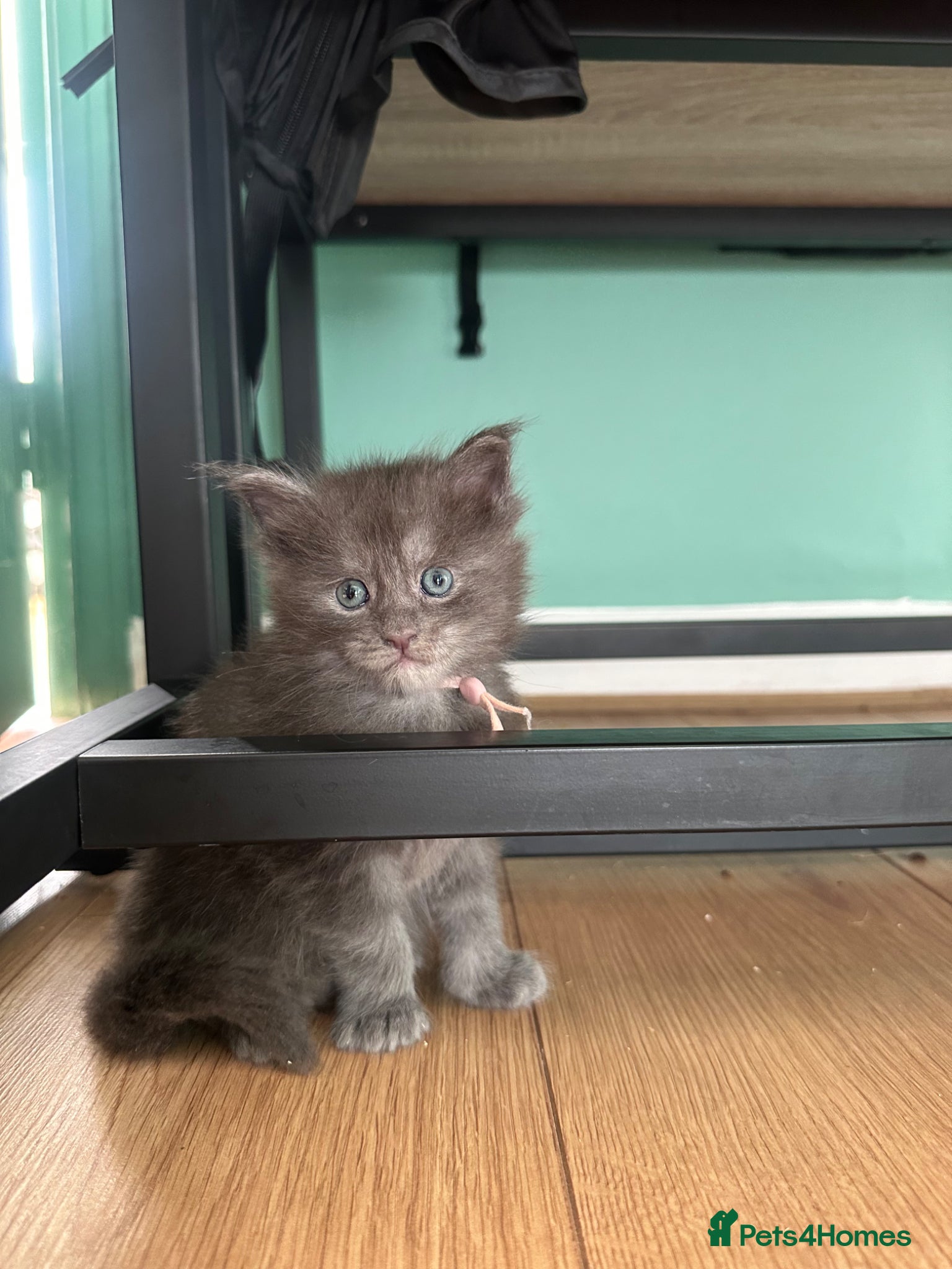 Maine Coon cats for sale: 5 beautiful Maine coon kittens - Advert 16