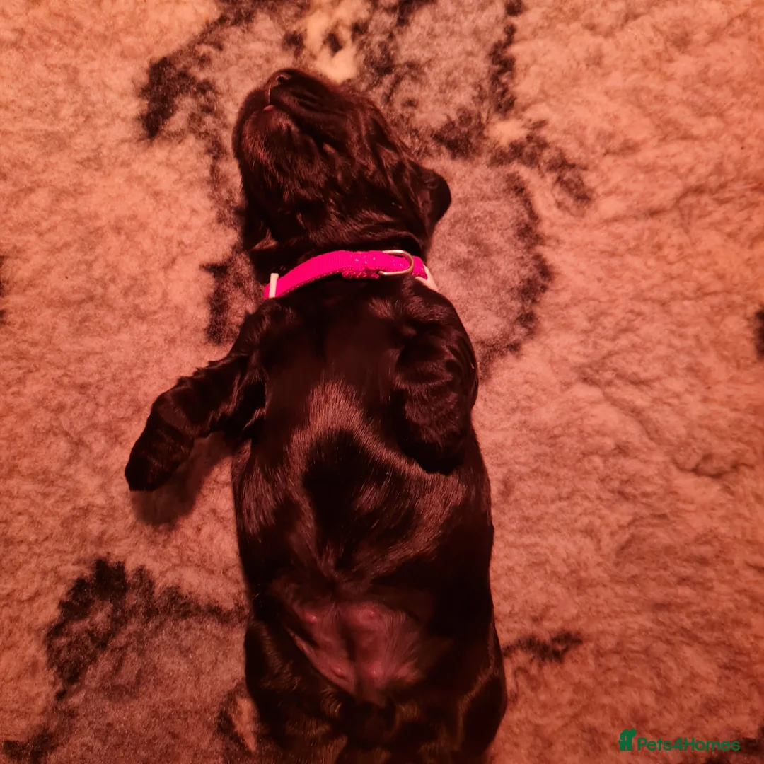 Cocker Spaniel dogs for sale: Health tested Show Cocker Spaniel puppies - Advert 6