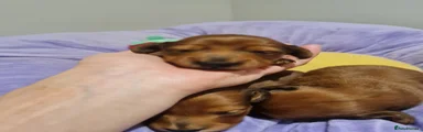 Miniature Dachshund 2