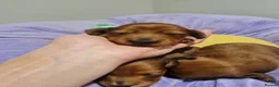 Miniature Dachshund dogs for sale: Pra clear-Beautiful miniature LG Dachshund pupps - Advert 32