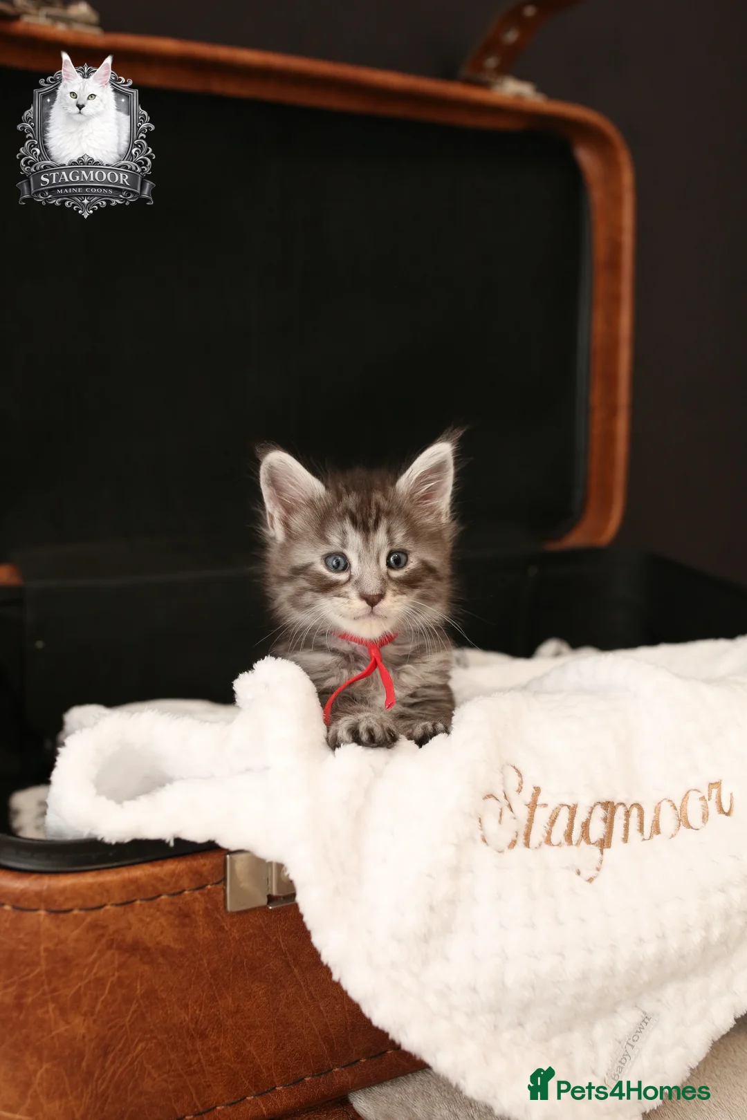 Maine Coon cats for stud: European Championship Carries Shaded GCCF & TICA - Advert 14