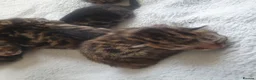 Bengal cats for sale: Bengal tabby  in Reading - Advert 19