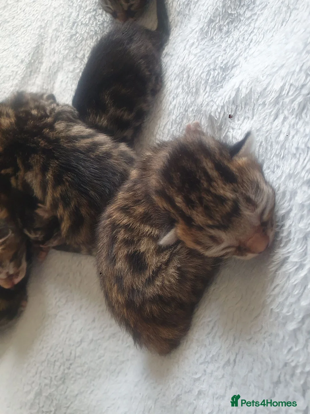 Bengal cats for sale: Bengal tabby  in Reading - Advert 19