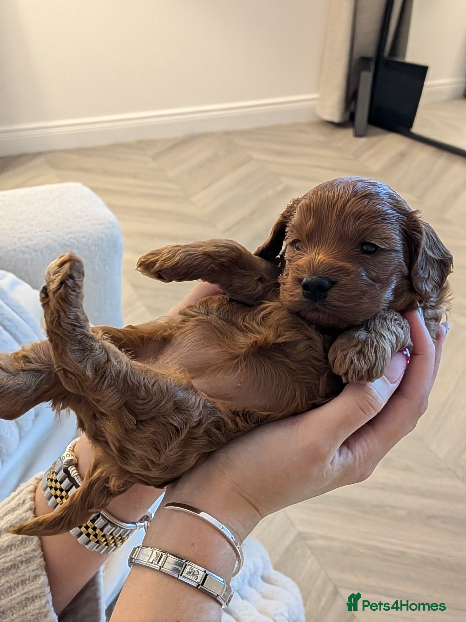 Cockapoo dogs Cockapoo Red Female  - Advert 1