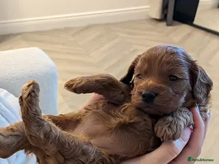 Cockapoo dogs Cockapoo Red Female - Advert 1