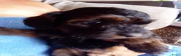 Cockapoo dogs for sale:  cockapoodle in ELY - Advert 11
