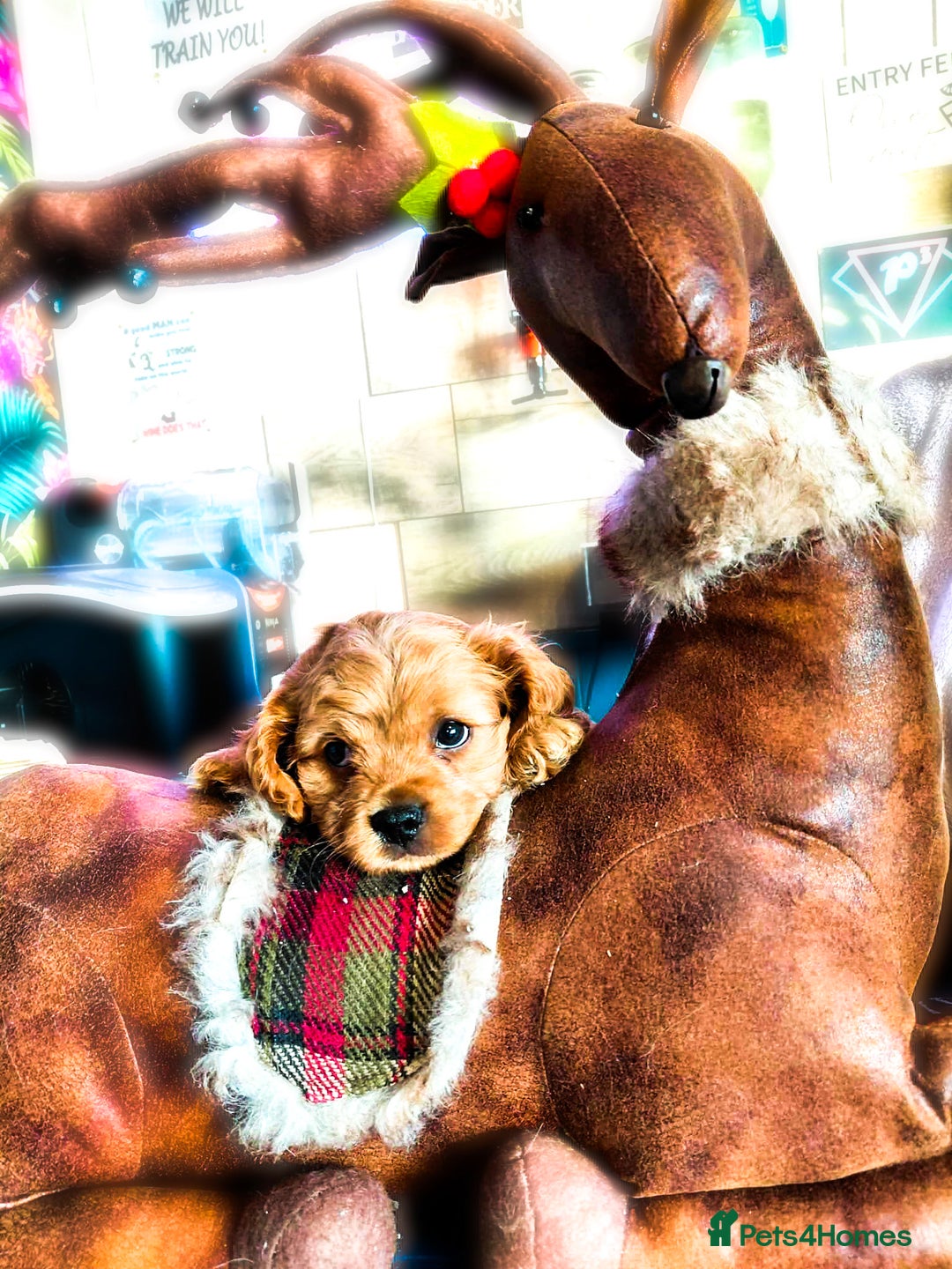 Cavapoo dogs for sale: F1b Cavapoo  - Advert 14