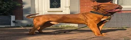 Dogue De Bordeaux dogs for stud: 🧡🧡PROVEN Dogue de Bordeaux VINNIE for STUD🧡🧡 - Advert 1