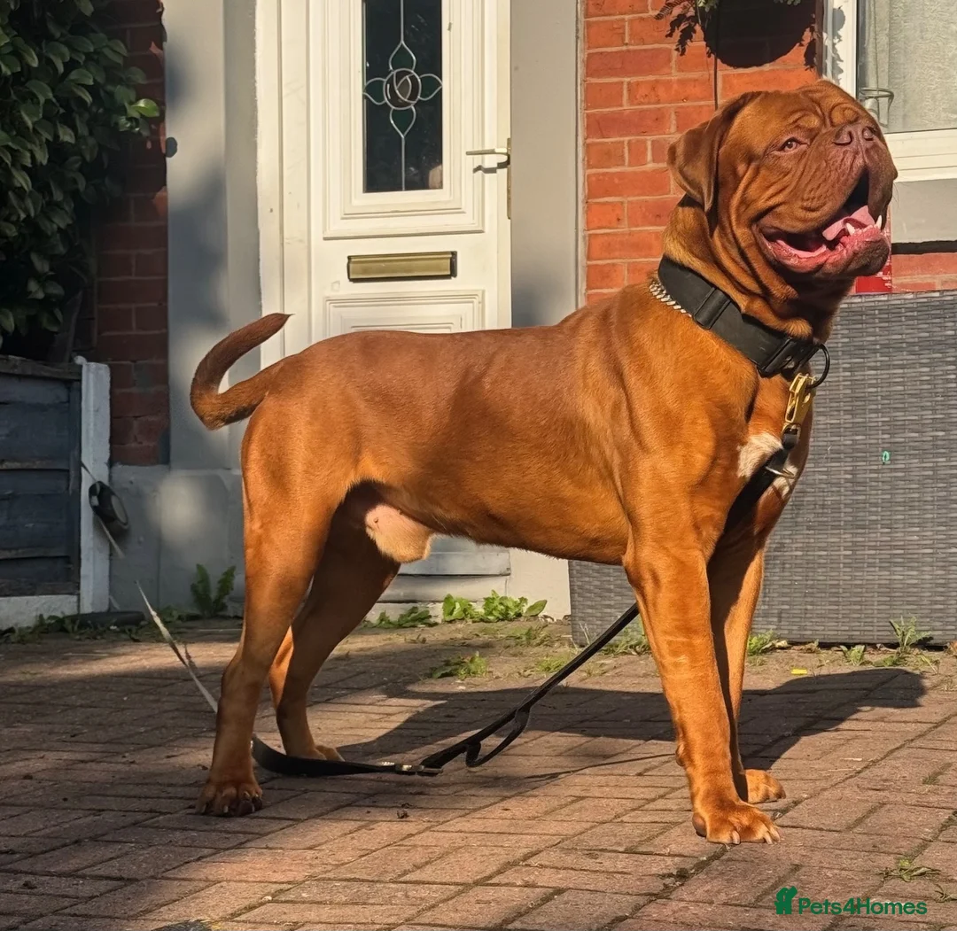 Dogue De Bordeaux dogs for stud: 🧡🧡PROVEN Dogue de Bordeaux VINNIE for STUD🧡🧡 - Advert 1