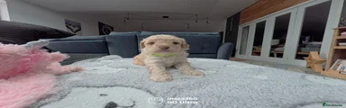 Cavapoo Puppy 4