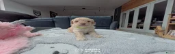Cavapoo dogs for sale: Cavapoo Puppies – 3 Girls & 1 Boy for Loving Homes - Advert 25