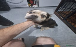Frug dogs for sale: Puppy - Image 10