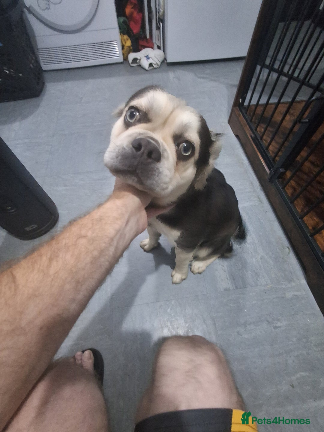 Frug dogs for sale: Puppy - Image 10