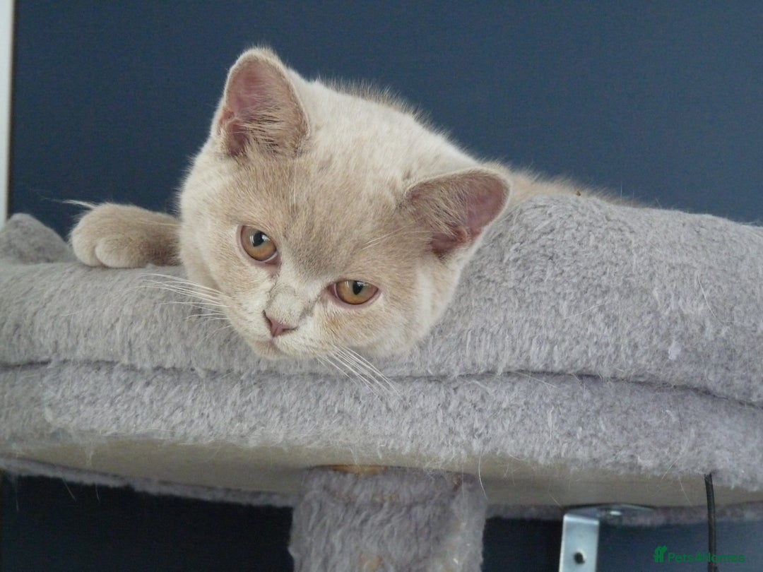 British Shorthair cats for sale: britsh short hair kittens  in Orpington - Image 8