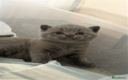 British Shorthair cats for sale: Beautiful Grey British Shorthair Kittens - Image 2
