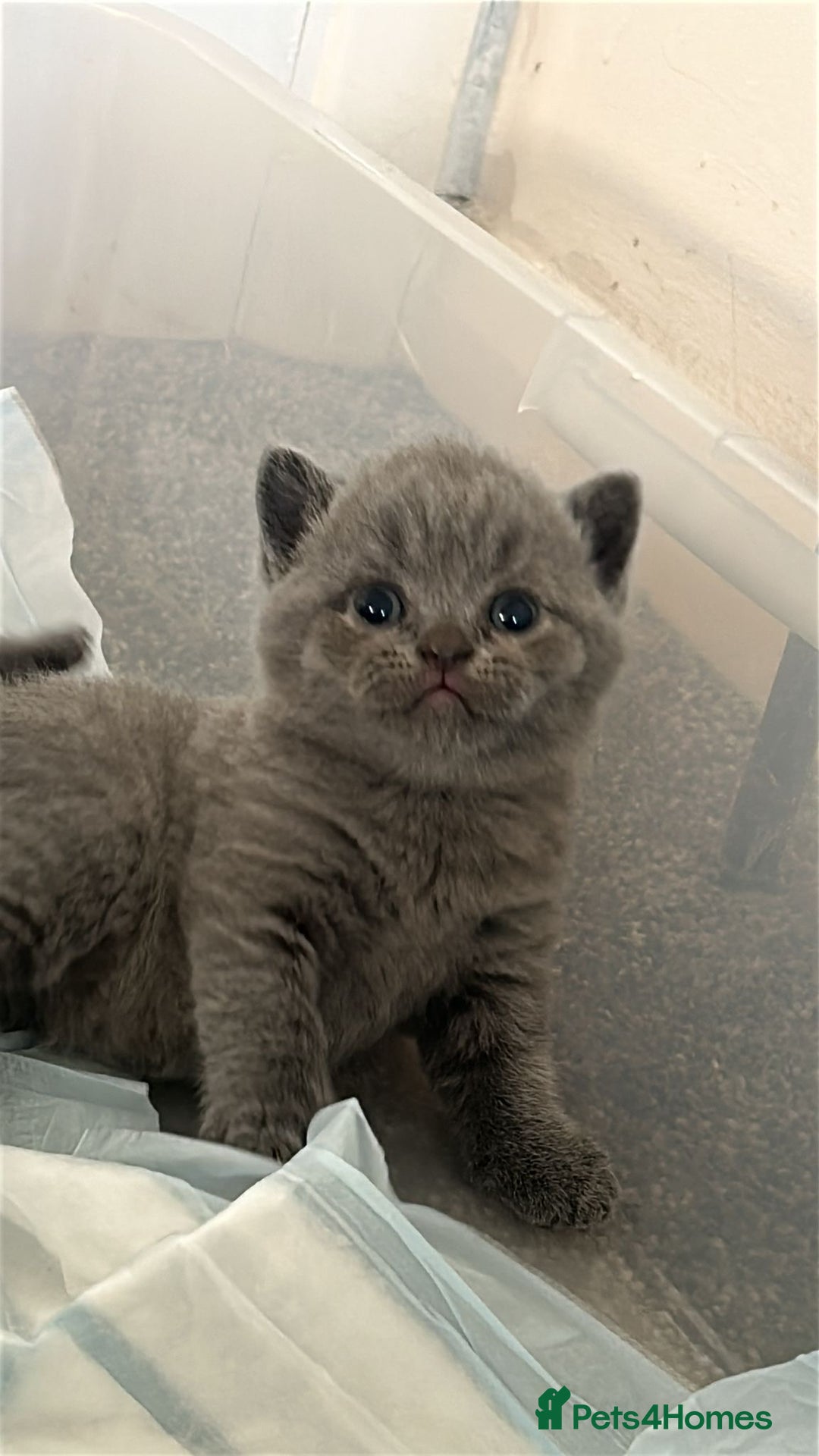 British Shorthair cats for sale: Beautiful Grey British Shorthair Kittens - Image 2
