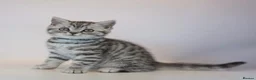 British Shorthair cats for sale: Stunning Classic British shorthair kittens - Advert 2