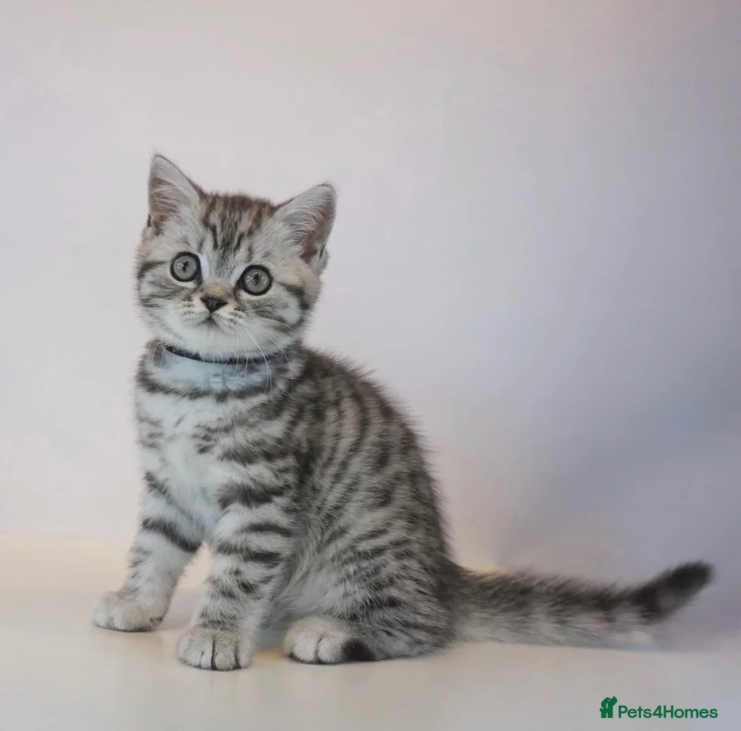 British Shorthair cats for sale: Stunning Classic British shorthair kittens - Advert 2