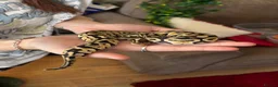 Python Snake reptiles for sale: Pastel Het Clown Ball Python - Advert 2