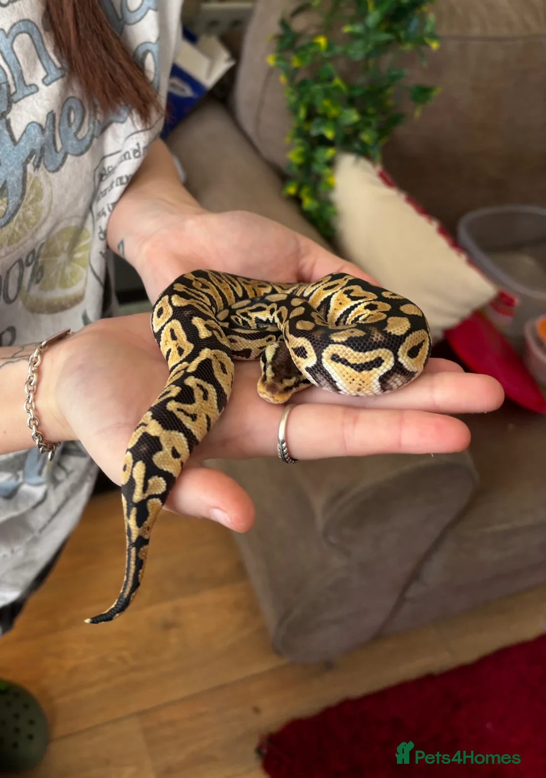 Python Snake reptiles for sale: Pastel Het Clown Ball Python - Advert 2