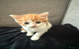 Mixed Breed cats for sale: Mother and kittens for sale  - Image 2