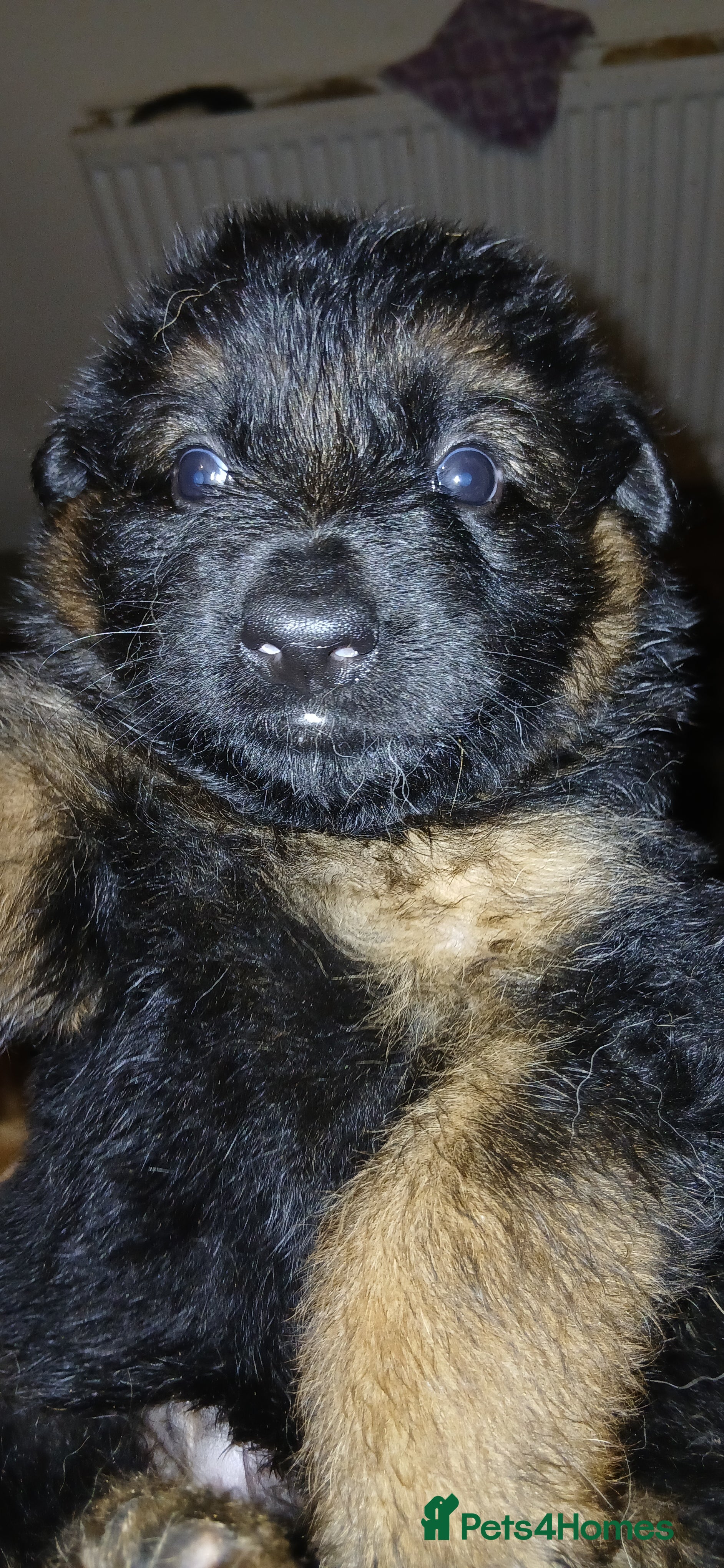 German Shepherd dogs Puppies - Advert 17