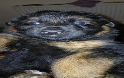 German Shepherd dogs for sale: Puppies - Image 1