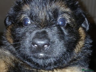 German Shepherd dogs - Advert 5